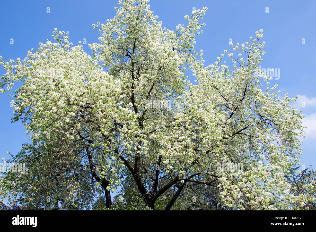Perfumed cherry, St Lucie cherry, Mahaleb cherry (Prunus mahaleb, Cerasus mahaleb), blooming tree, Germany Stock Photo