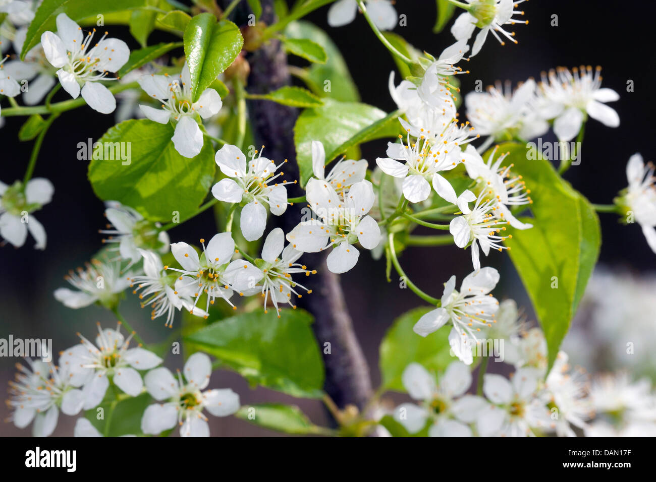 Perfumed cherry, St Lucie cherry, Mahaleb cherry (Prunus mahaleb, Cerasus mahaleb), blooming branch, Germany Stock Photo