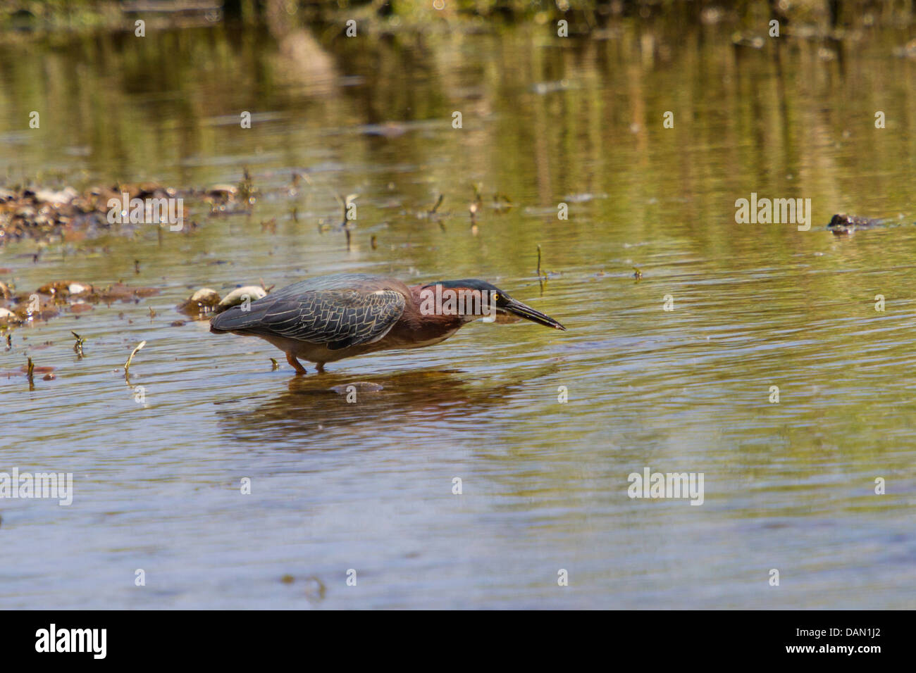 Green Heron (Butorides virescens), standing in shallow water with a little fish in the beak, USA, Arizona, Verde River, Phoenix Stock Photo