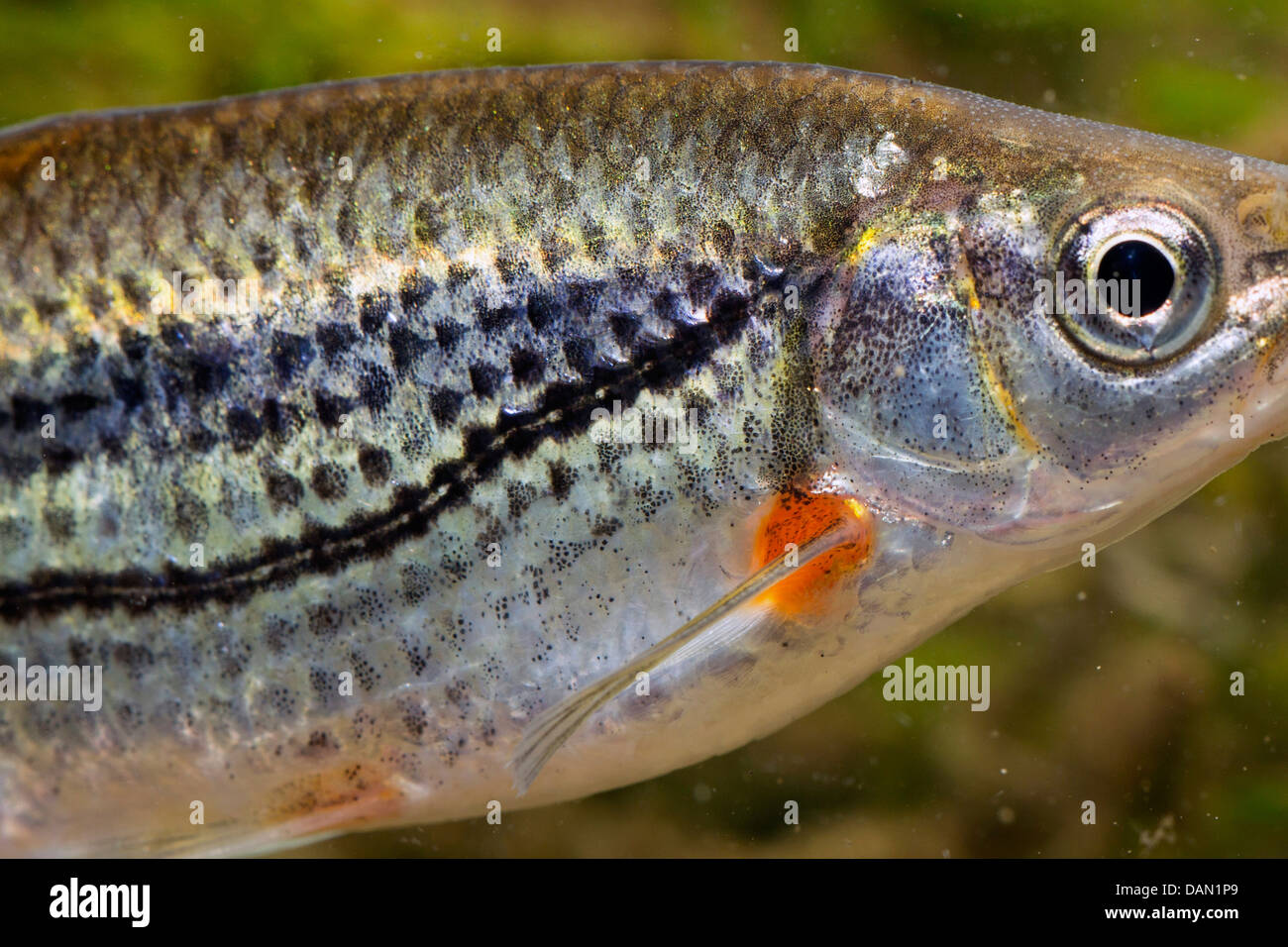 riffle minnow, schneider (Alburnoides bipunctatus), detail sideline Stock Photo