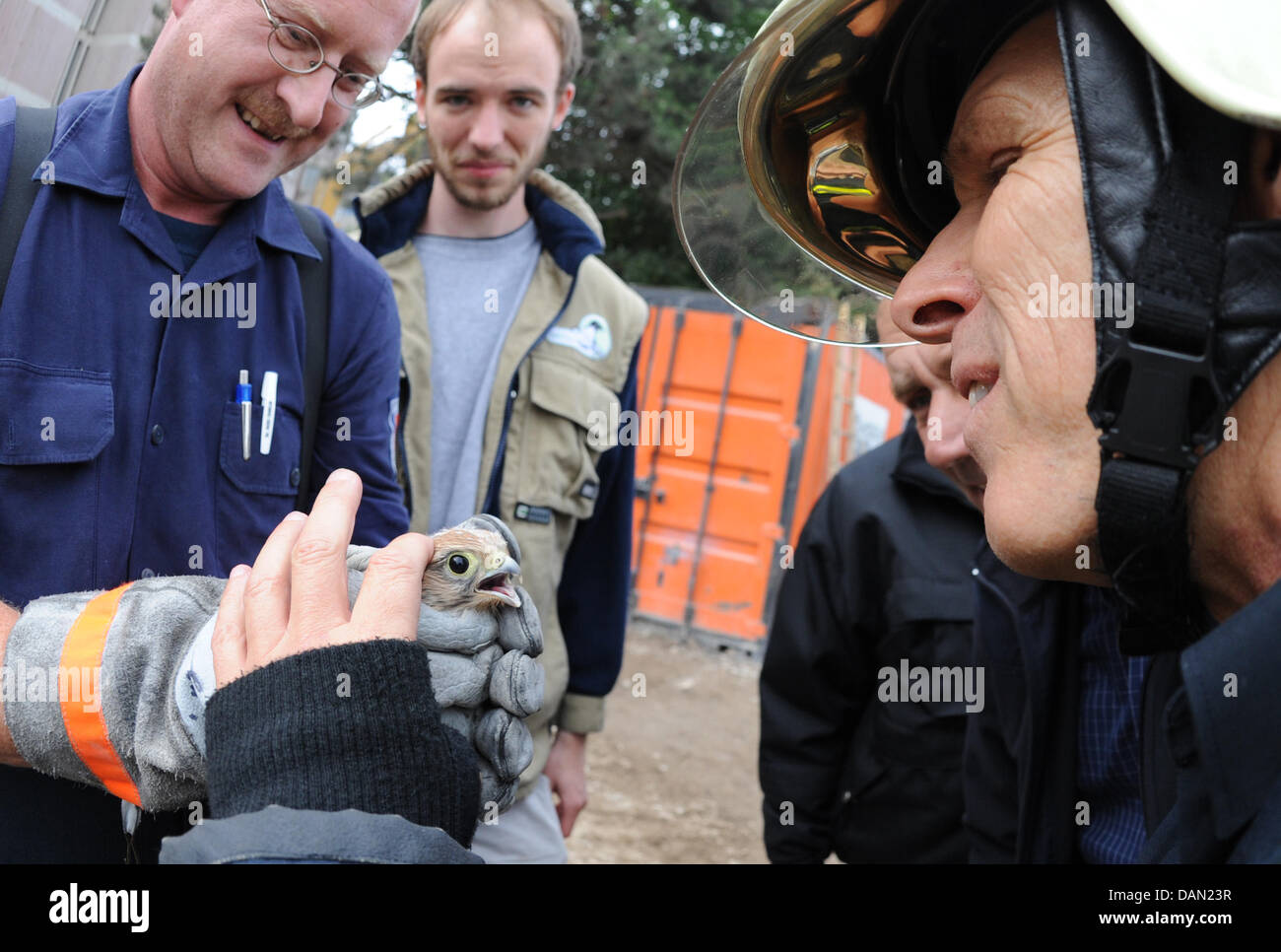 A fireman presents a young kestrel to other helpers in Hanover, Germany, 04 July 2011. Firemen in Hanover rescued four kestrels from their nest in a tree that stood too close to a building to be torn down. While three falcons could easily be caught, another escaped. A fireman caught the bird at the half-way demolished house. Photo: Julian Stratenschulte Stock Photo