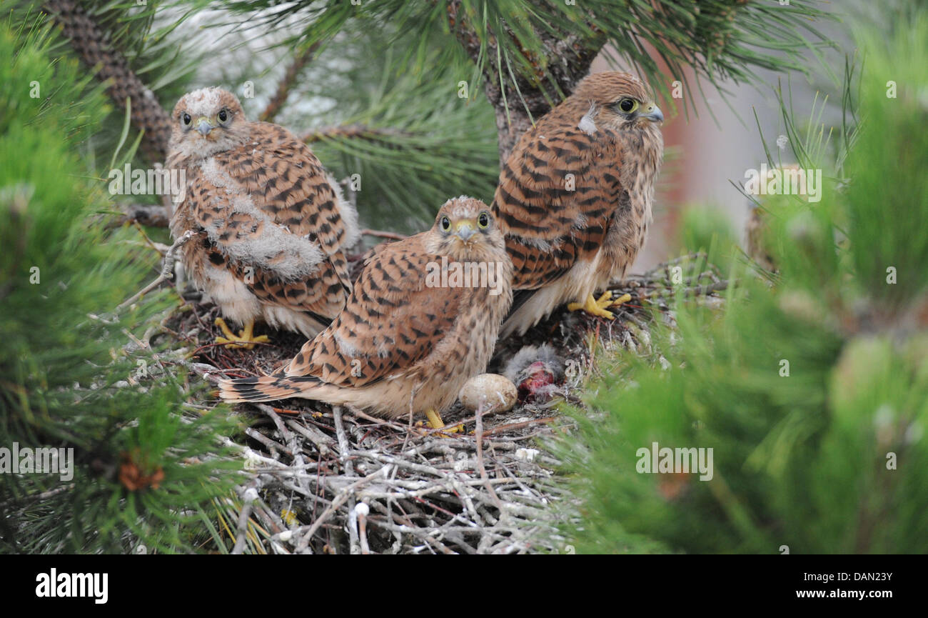 Four young kestrels are about to be rescued from a tree in Hanover, Germany, 04 July 2011. Firemen in Hanover rescued four kestrels from their nest in a tree that stood too close to a building to be torn down. While three falcons could easily be caught, another escaped. A fireman caught the bird at the half-way demolished house. Photo: Julian Stratenschulte Stock Photo