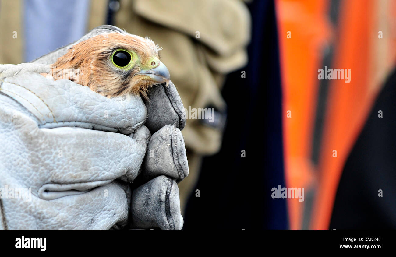 A fireman holds a young kestrel in Hanover, Germany, 04 July 2011. Firemen in Hanover rescued four kestrels from their nest in a tree that stood too close to a building to be torn down. While three falcons could easily be caught, another escaped. A fireman caught the bird at the half-way demolished house. Photo: Julian Stratenschulte Stock Photo