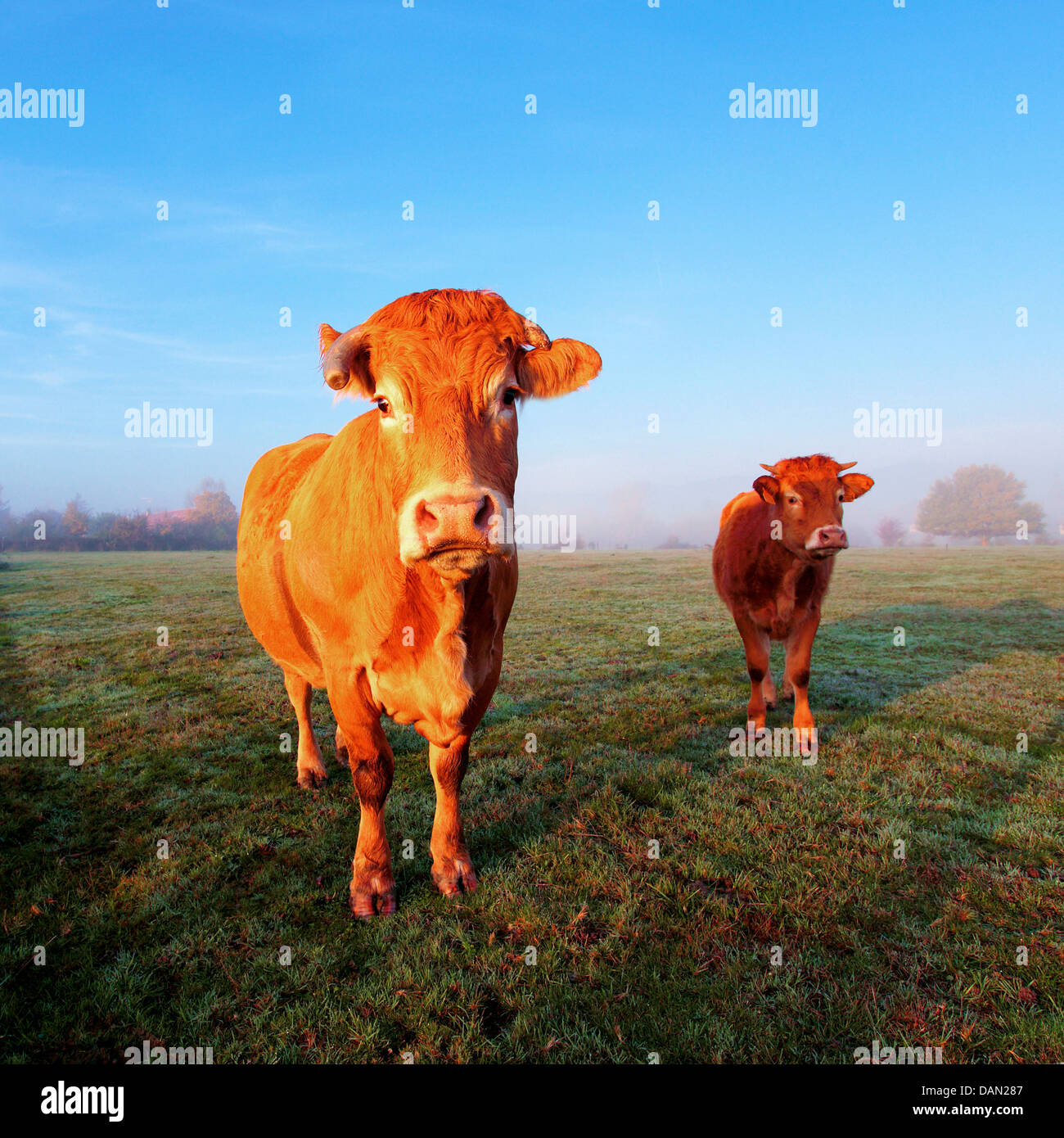 Cow on green grass and blue sky under morning sunlight Stock Photo