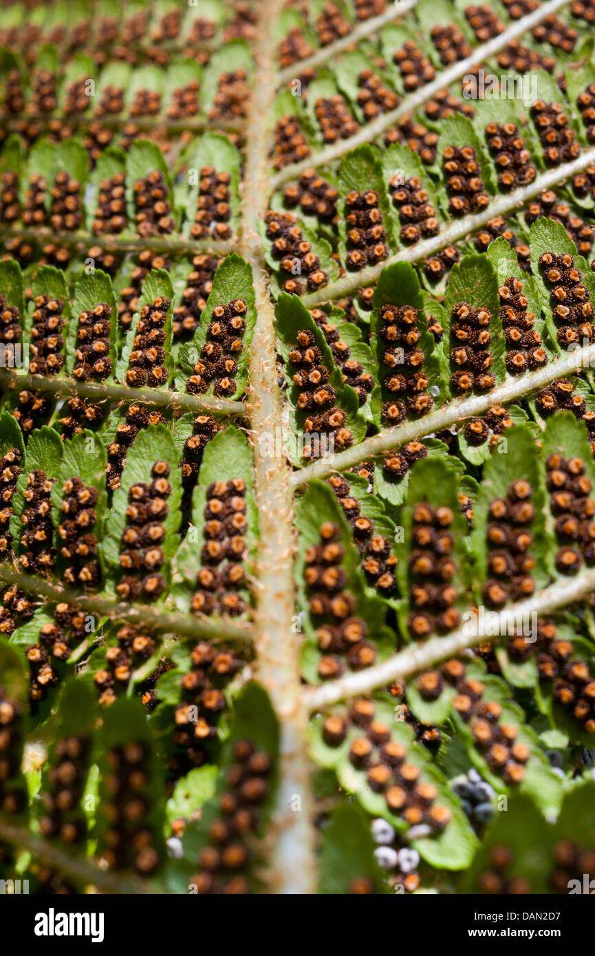 Spores on the underside of a fern leaf Stock Photo