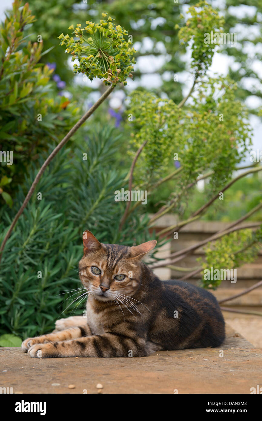 A cat sunbathing in an English garden amongst Euphorbia plants or Spurge UK Stock Photo