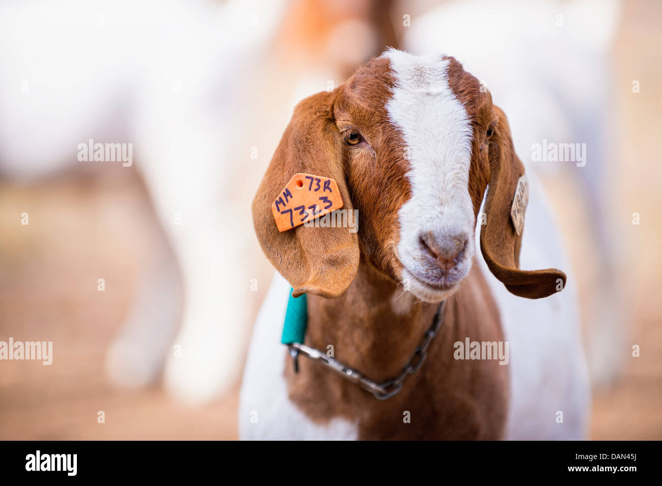 Male boer goat hires stock photography and images Alamy