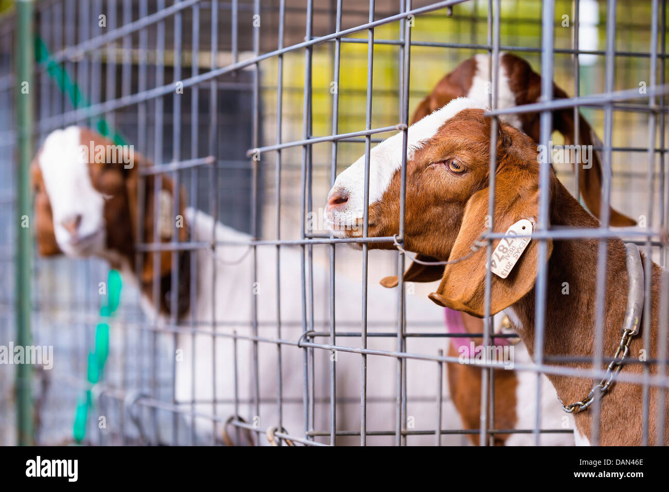 USA, Texas, Young Boer goats in cage Stock Photo Alamy