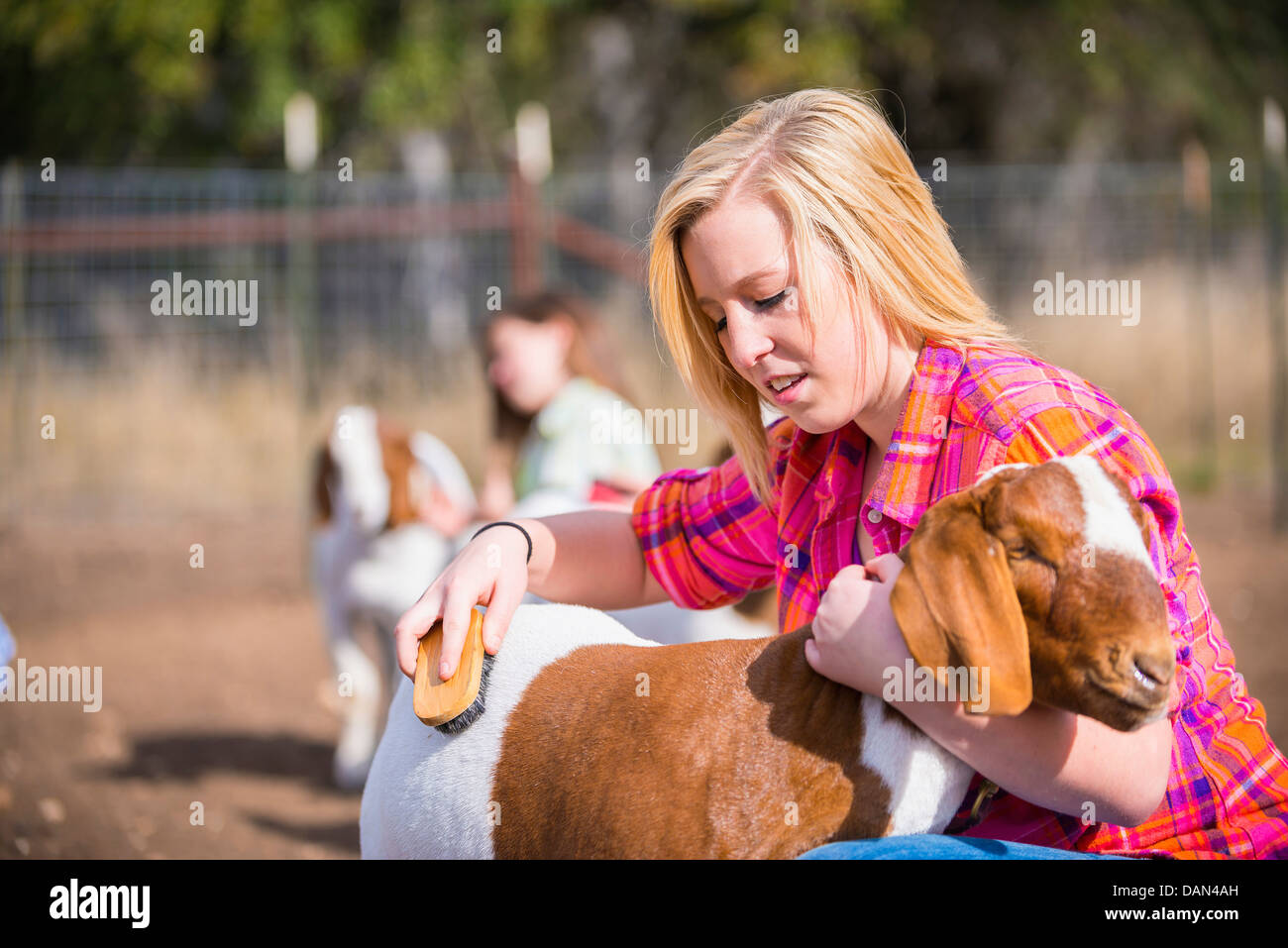 USA, Texas, Young girls grooming Boer show goat for stock show on