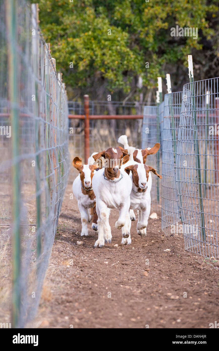 USA, Texas, Young Boer Goats Stock Photo Alamy