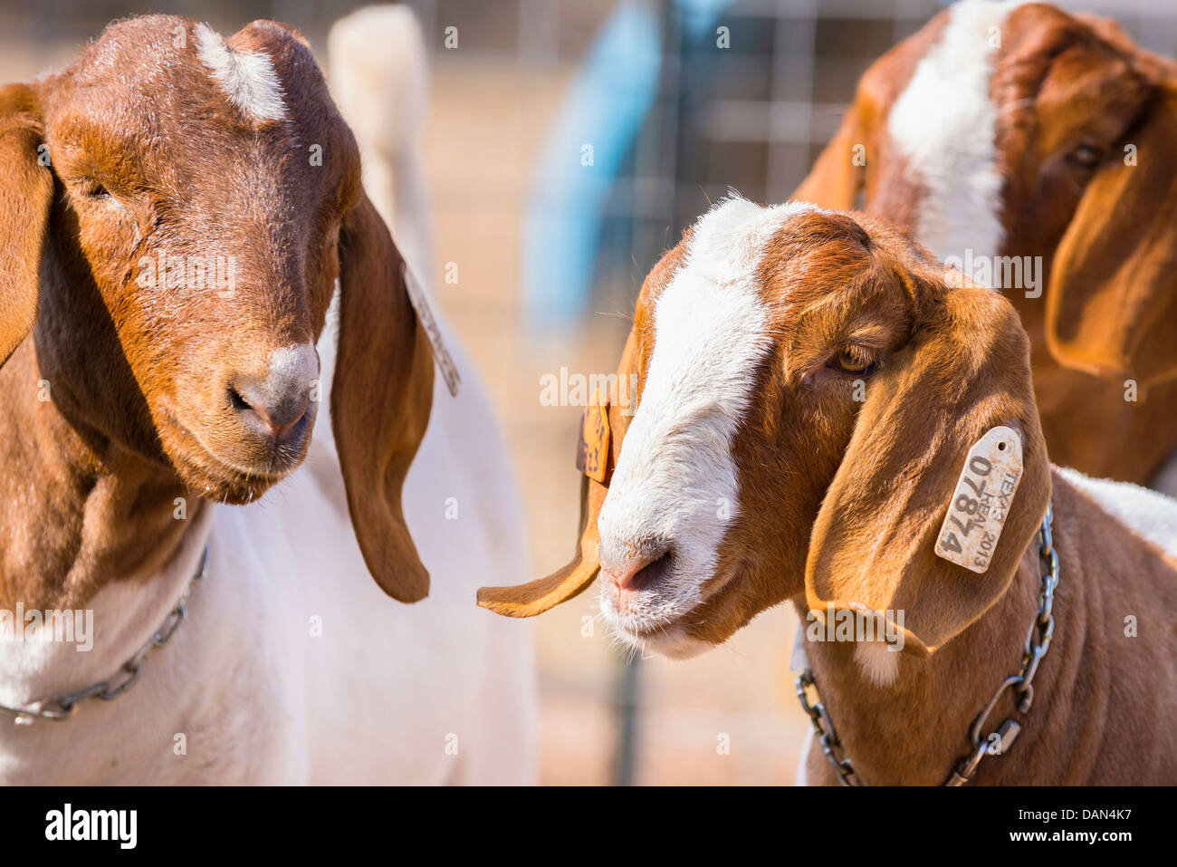 USA, Texas, Young Boer Goats Stock Photo Alamy