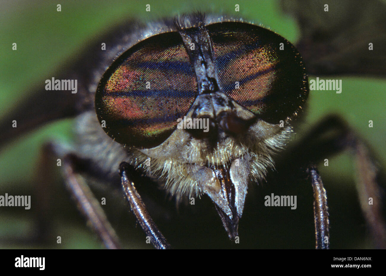 pale giant horse-fly, tabanus bovinus Stock Photo