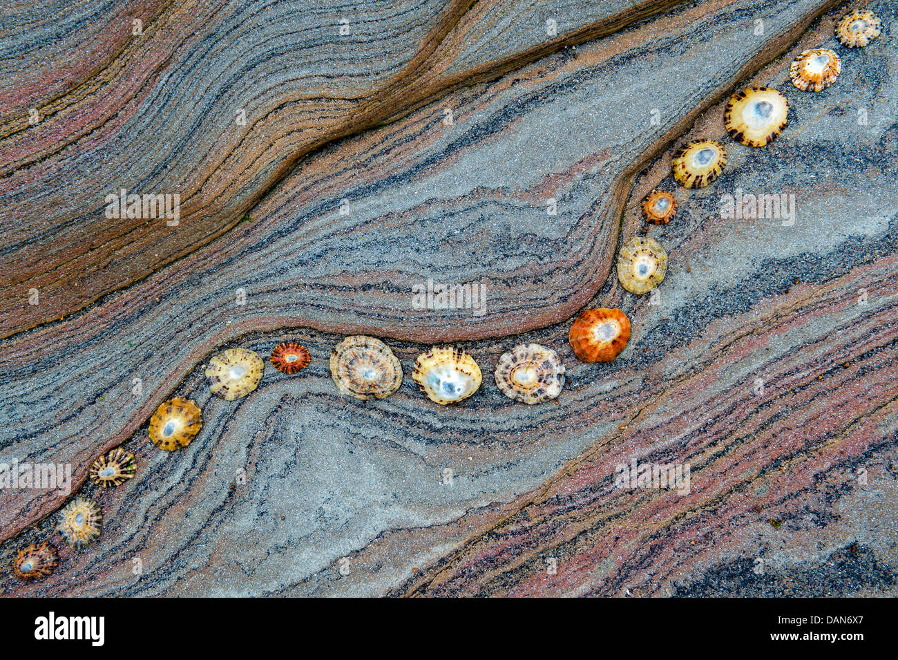 Limpet shells on sandstone rock strata pattern. Northumberland Coastline, England Stock Photo