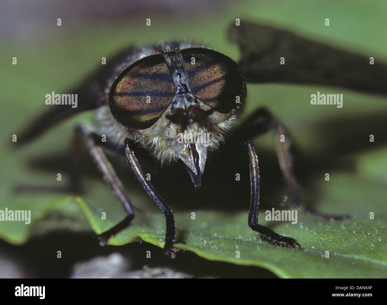 pale giant horse-fly, tabanus bovinus Stock Photo