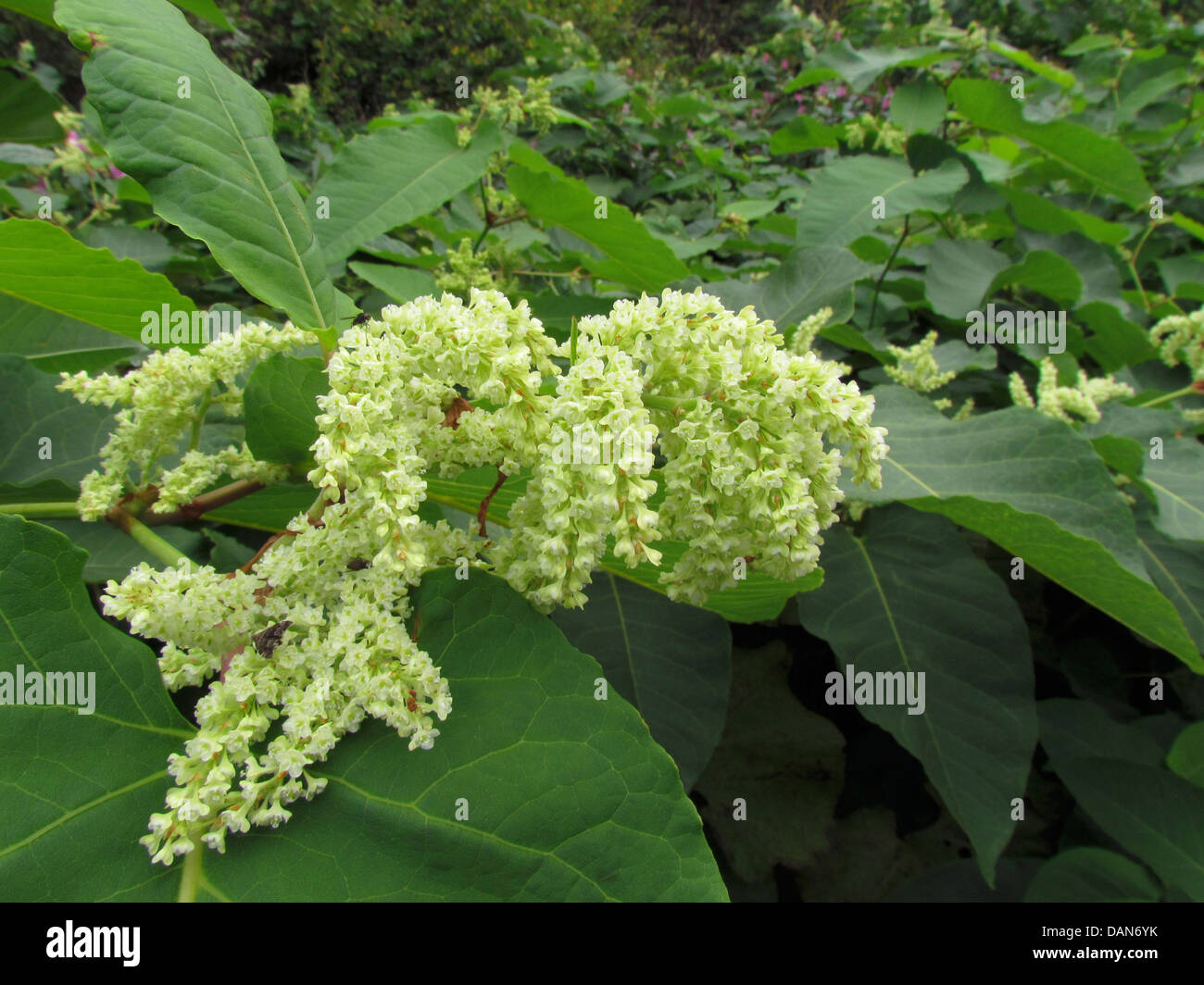 japanese knotweed, fallopia japonica Stock Photo