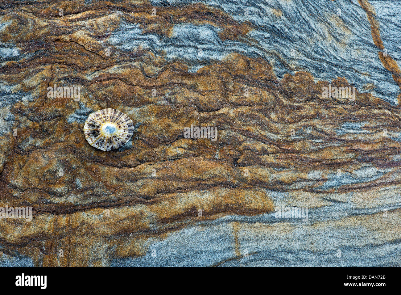 Sea shell pattern hi-res stock photography and images - Alamy