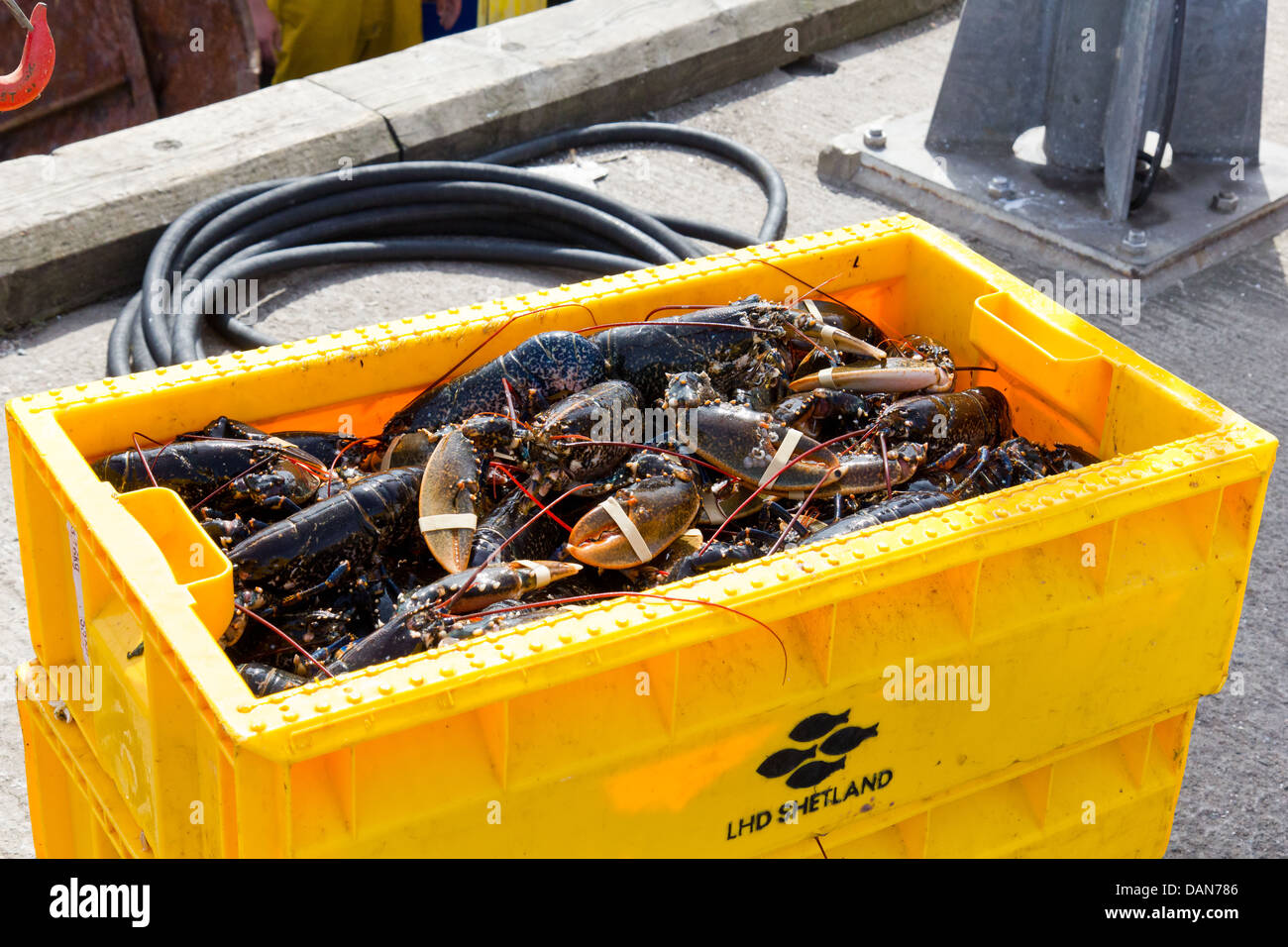 British lobsters hires stock photography and images Alamy