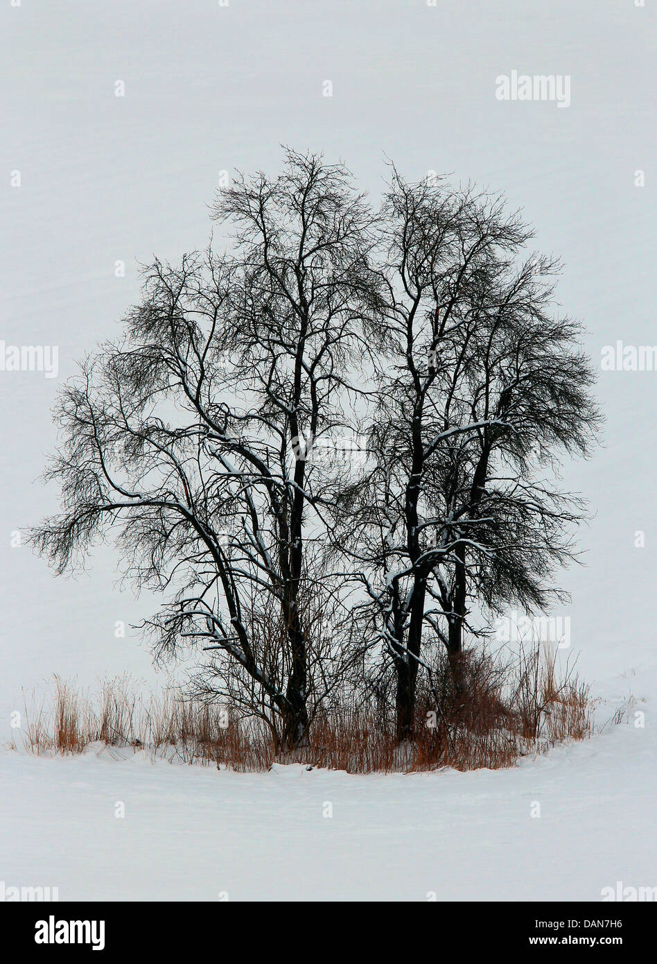 Homert bald trees, homert nature park, eslohe-büenfeld, hochsauerlandkreis ...
