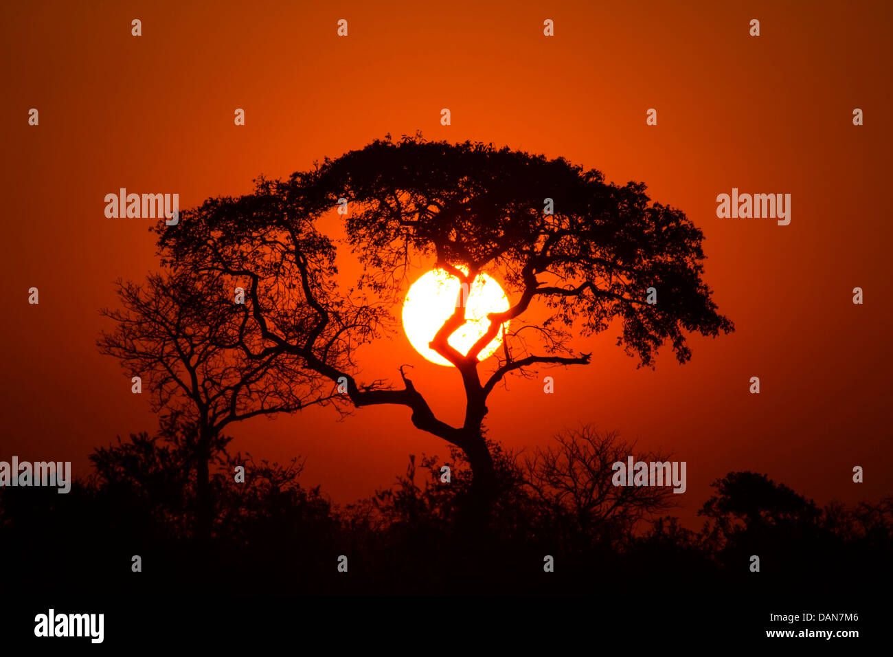 African lion silhouette hi-res stock photography and images - Alamy