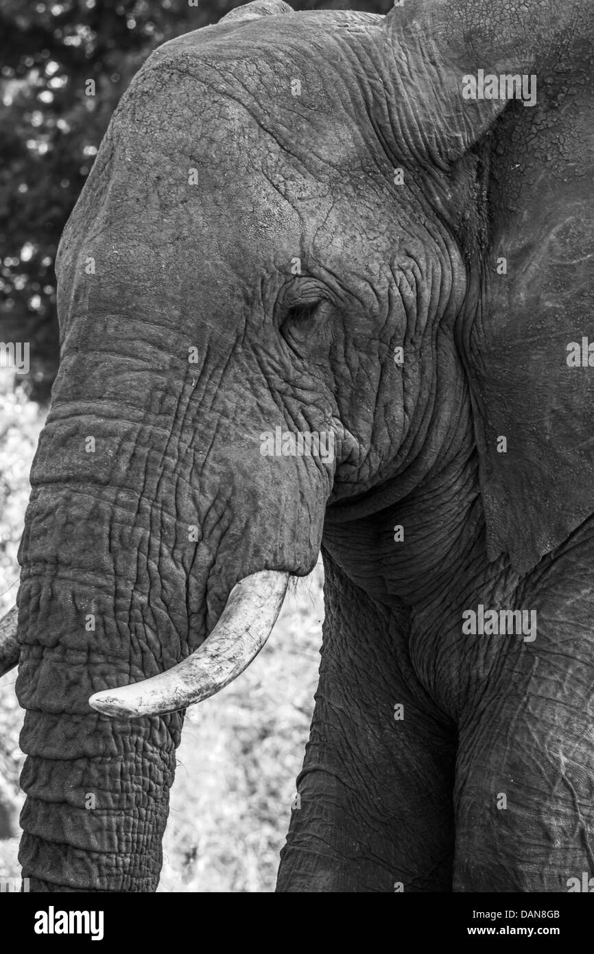 Elephant black and white hires stock photography and images Alamy
