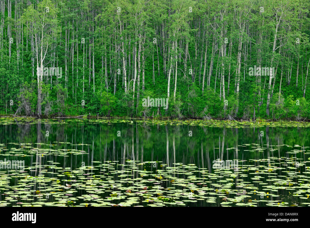 Water lily adaptations hires stock photography and images Alamy
