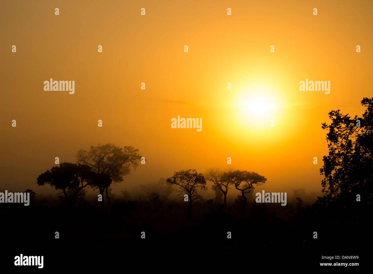 A misty morning sunrise with tree silhouettes Stock Photo