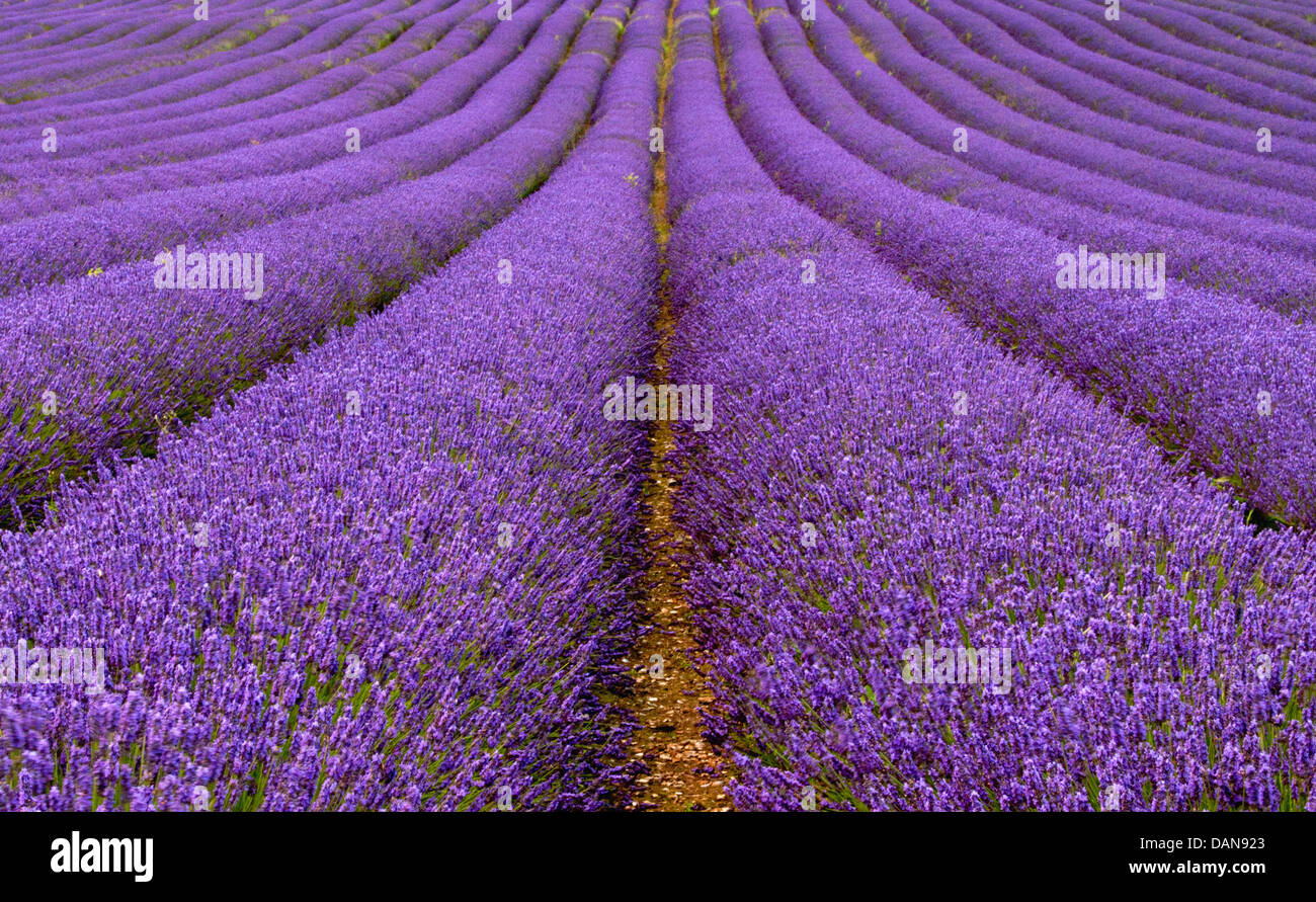 Rows of lavender flowers in bloom Stock Photo - Alamy