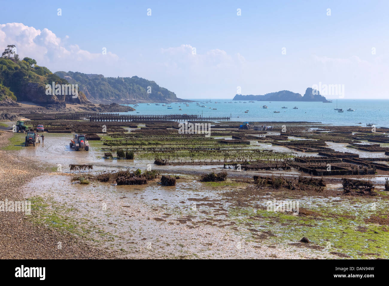 oyster farming in Cancale, Brittany, France Stock Photo