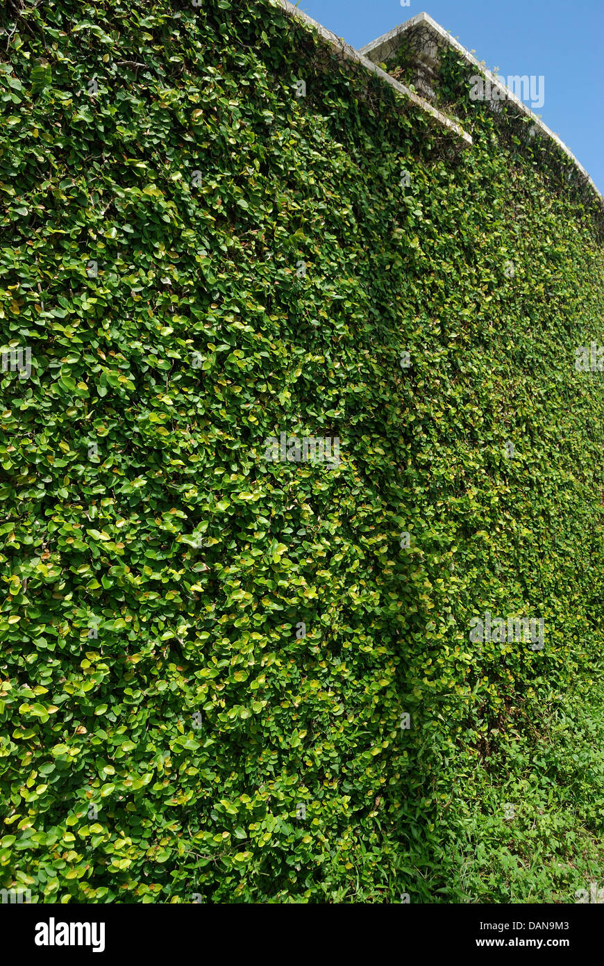 Creeper plant on a wall, Stock image