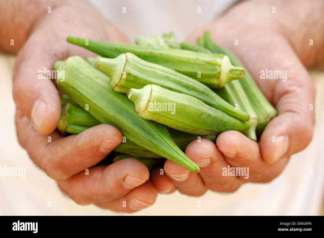 Okra hibiscus esculentus hires stock photography and images Alamy