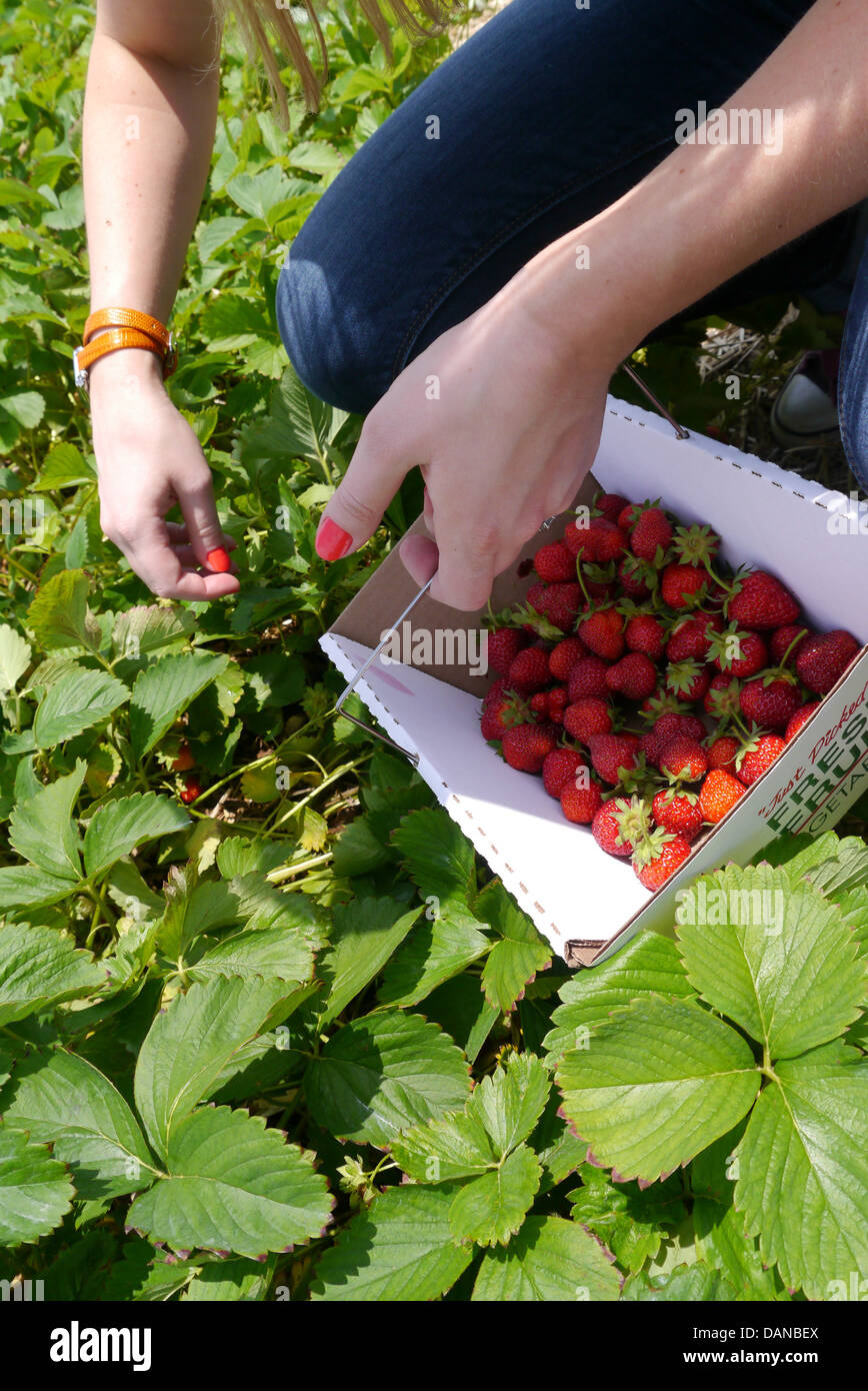 Young woman picking Strawberries at a farm during summer Stock Photo