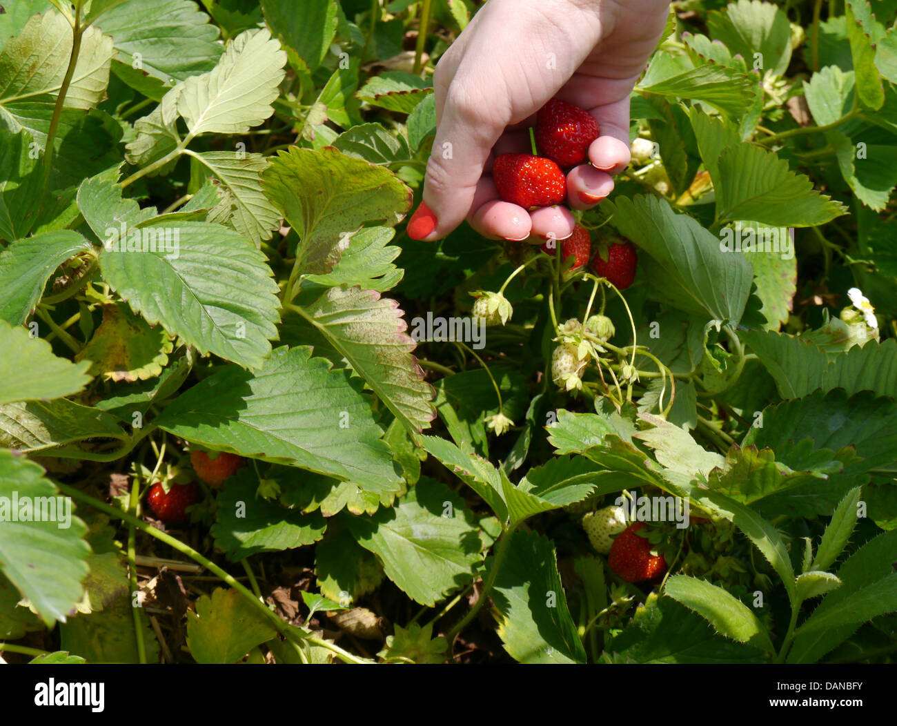 Young woman picking Strawberries at a farm during summer Stock Photo ...