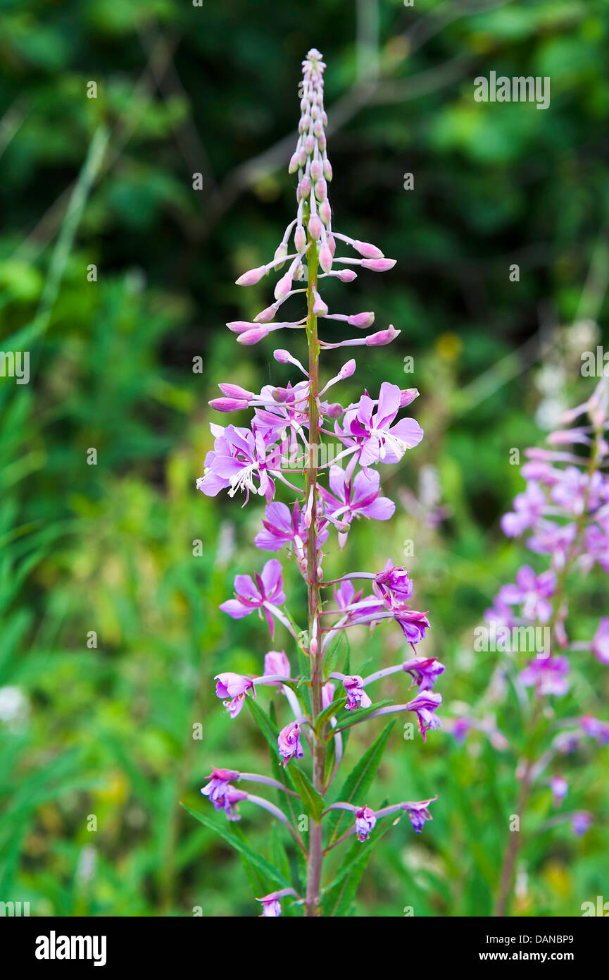 Wild Rose Bay Willowherb Flowers in a Verge near Hassall Green Cheshire ...