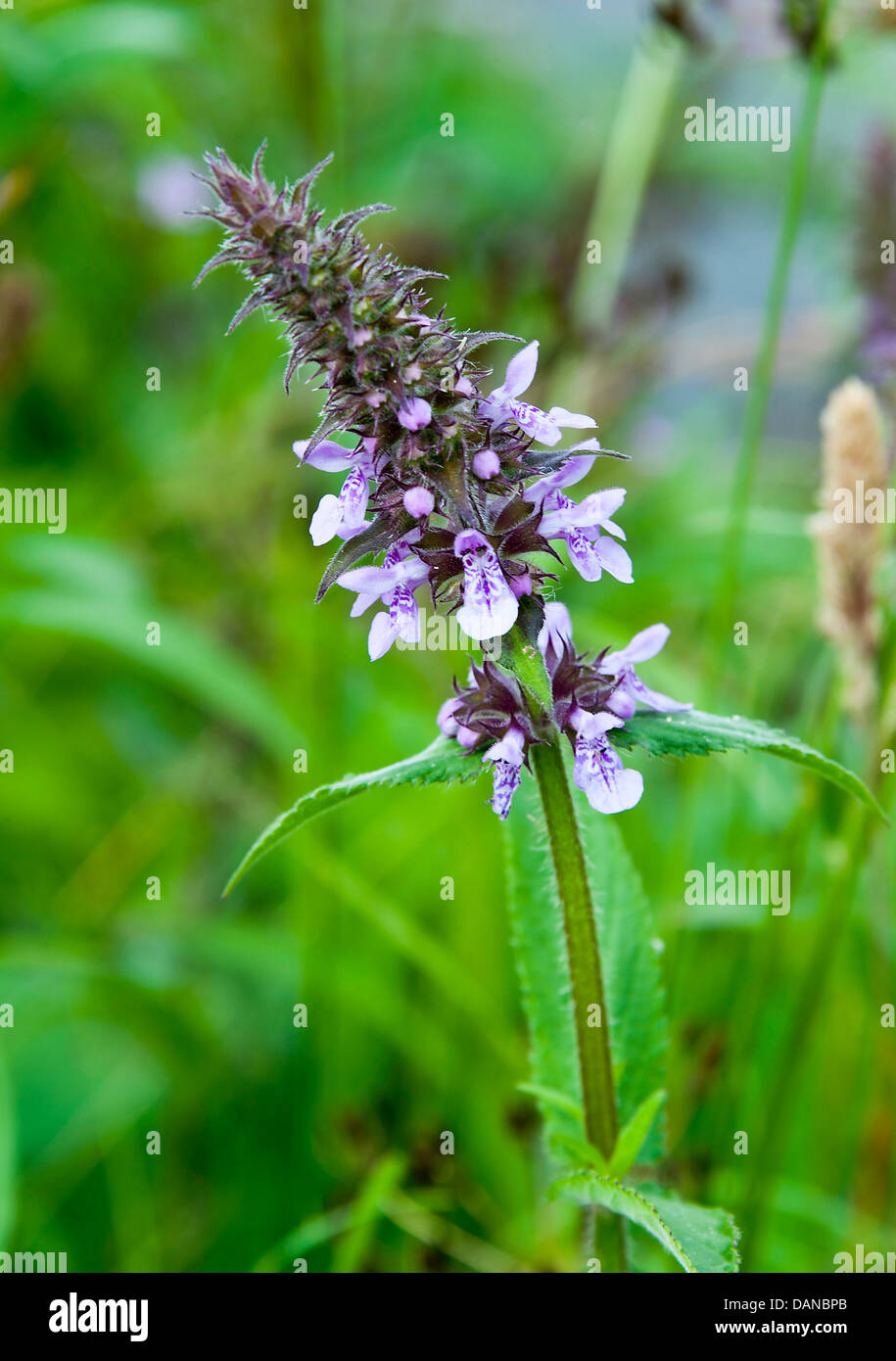 Hairy petioles hi-res stock photography and images - Alamy