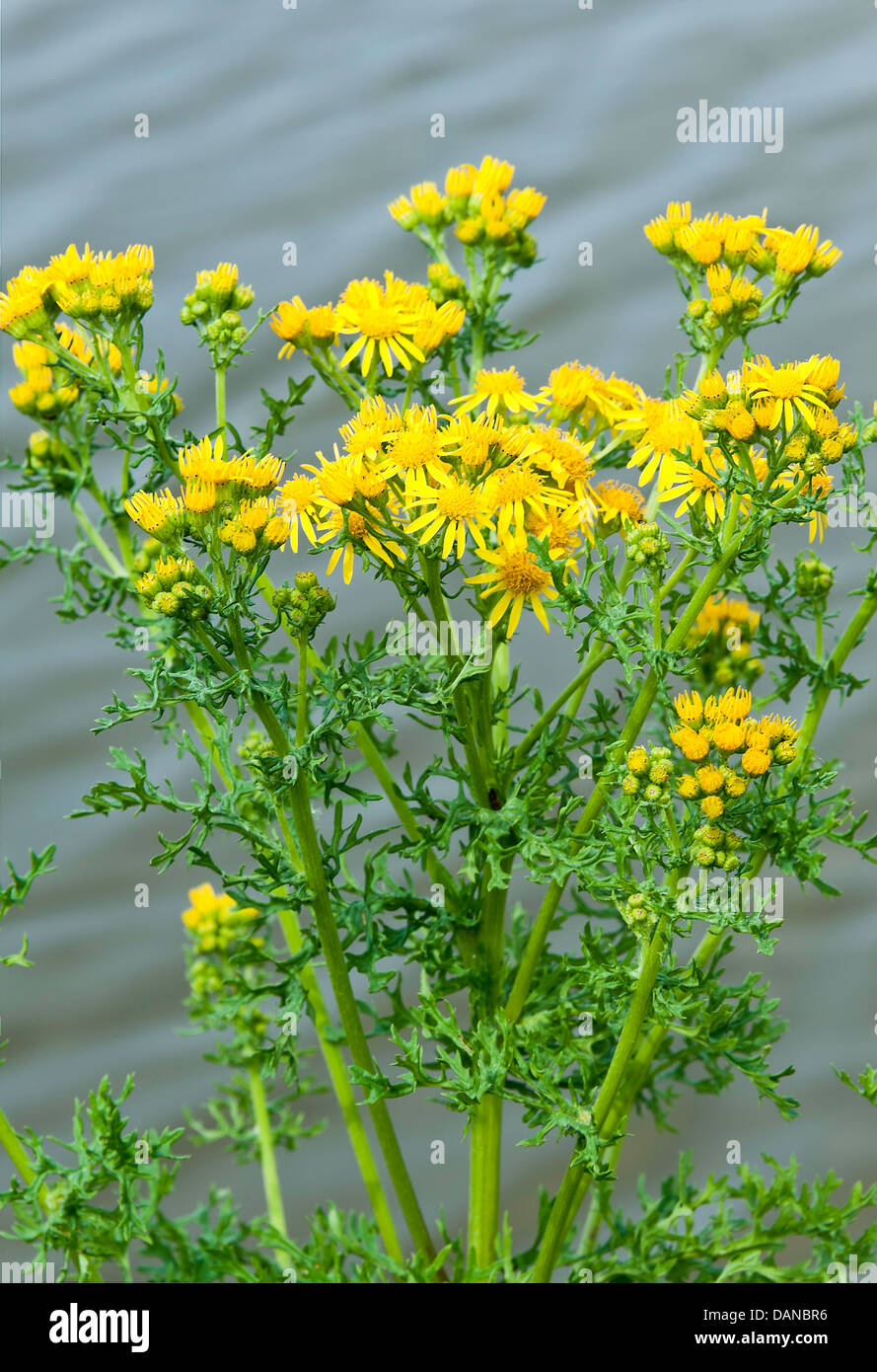 Common Ragwort Flowers in Tight Clusters on the Towpath Trent and ...