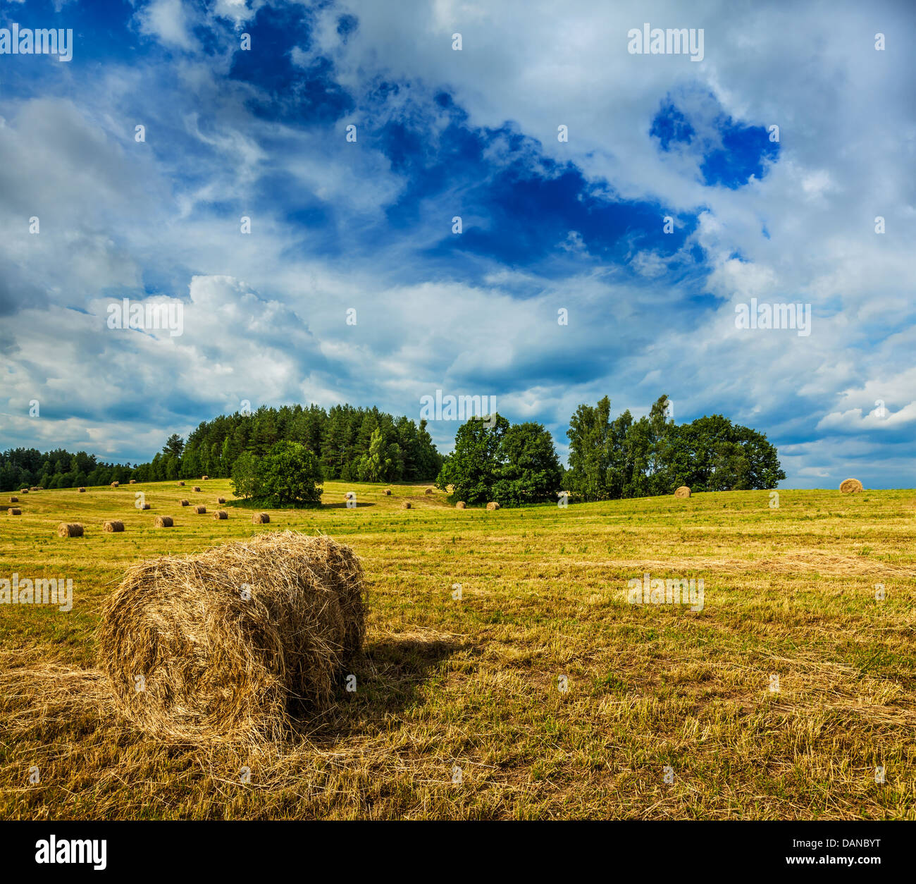 Agriculture background - Hay bales on field in summer Stock Photo - Alamy