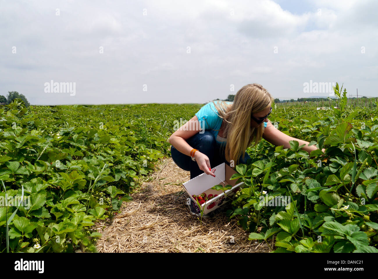 Young woman picking Strawberries at a farm during summer Stock Photo ...