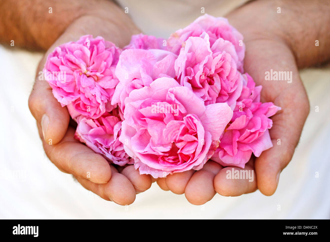 Damask rose. Rosa damascena. Stock Photo