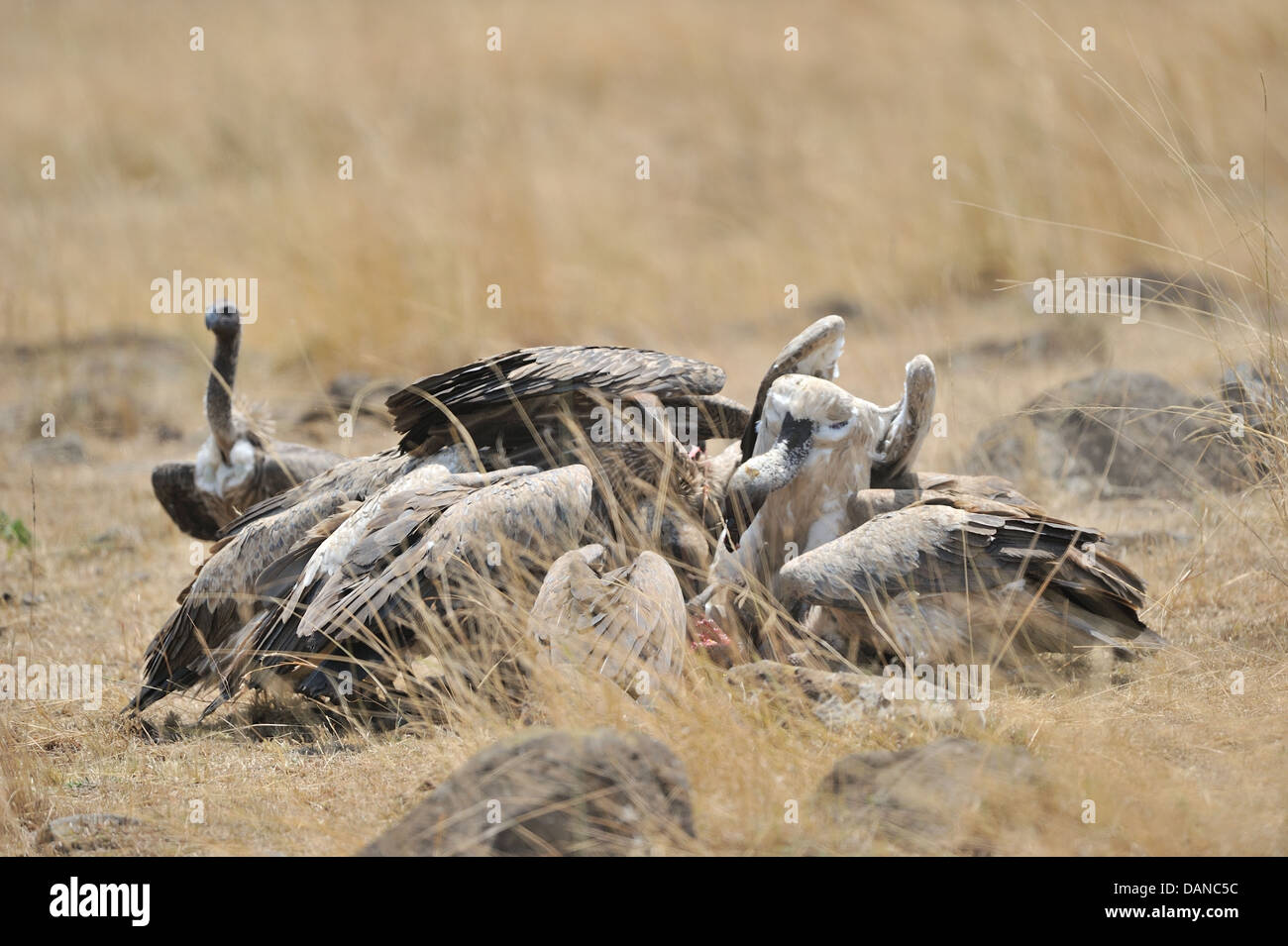 Vulture bird eating carrion hi-res stock photography and images - Alamy