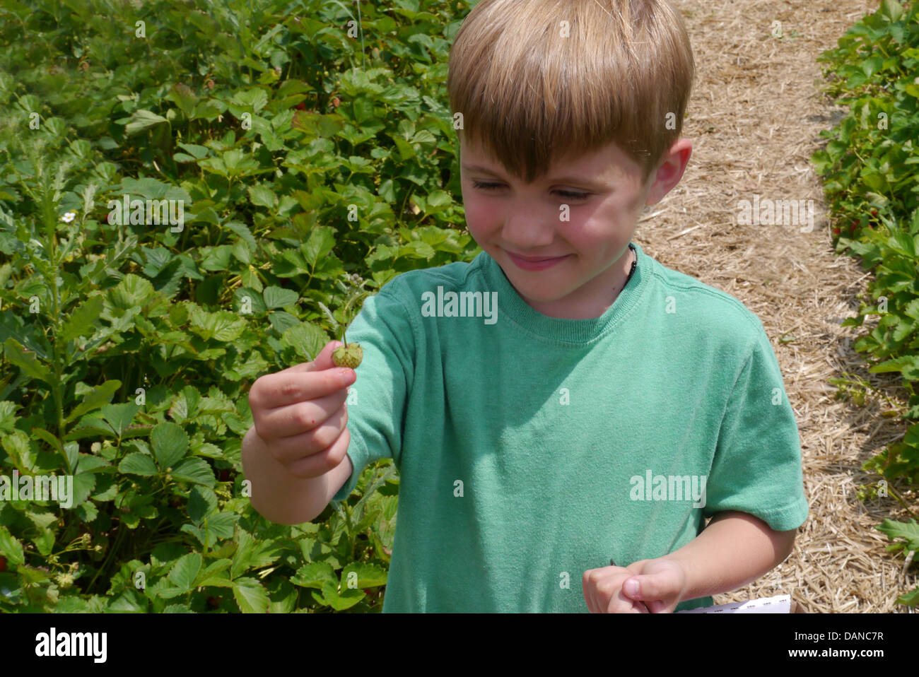 Young Boy picking Strawberries at a farm during summer Stock Photo - Alamy