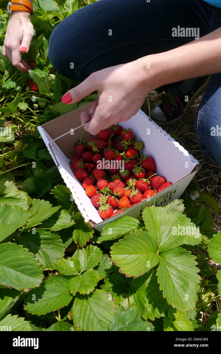 Young woman picking Strawberries at a farm during summer Stock Photo ...