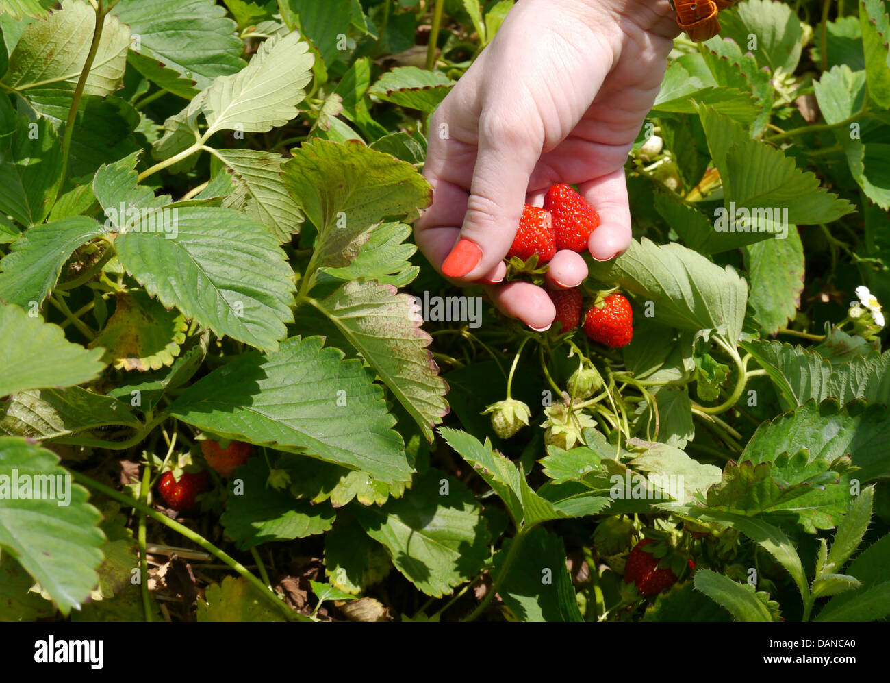 Young woman picking Strawberries at a farm during summer Stock Photo ...