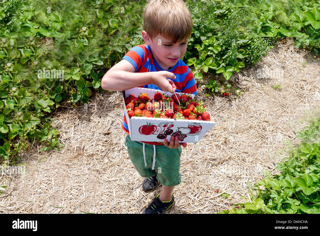 Young Boy picking Strawberries at a farm during summer Stock Photo - Alamy