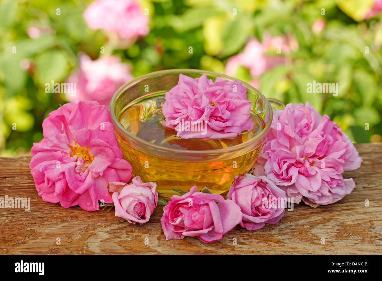 What Is Damask Rose Extract at Carrie Vernon blog