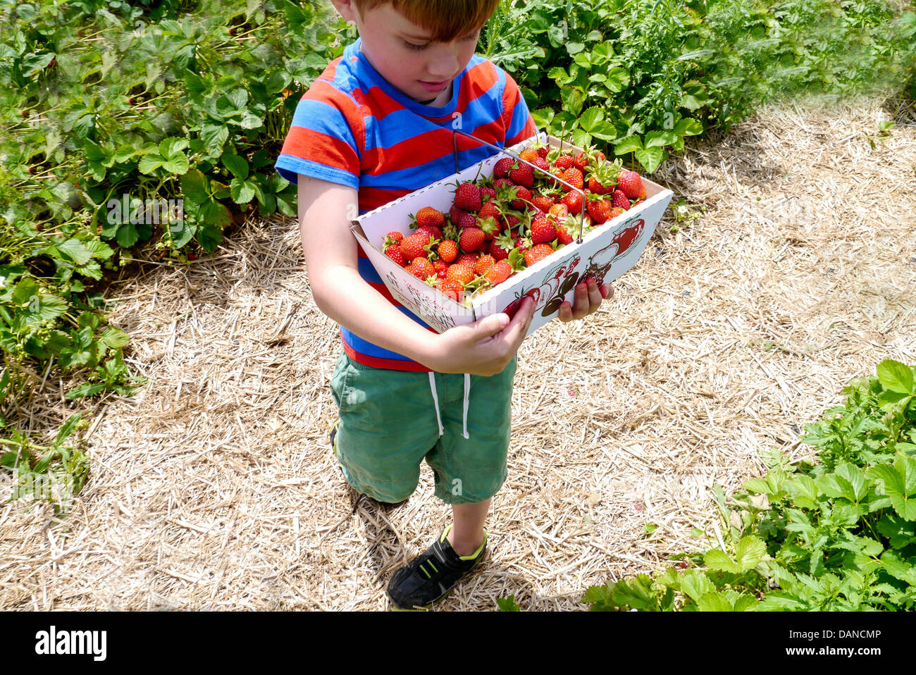 Young Boy picking Strawberries at a farm during summer Stock Photo - Alamy