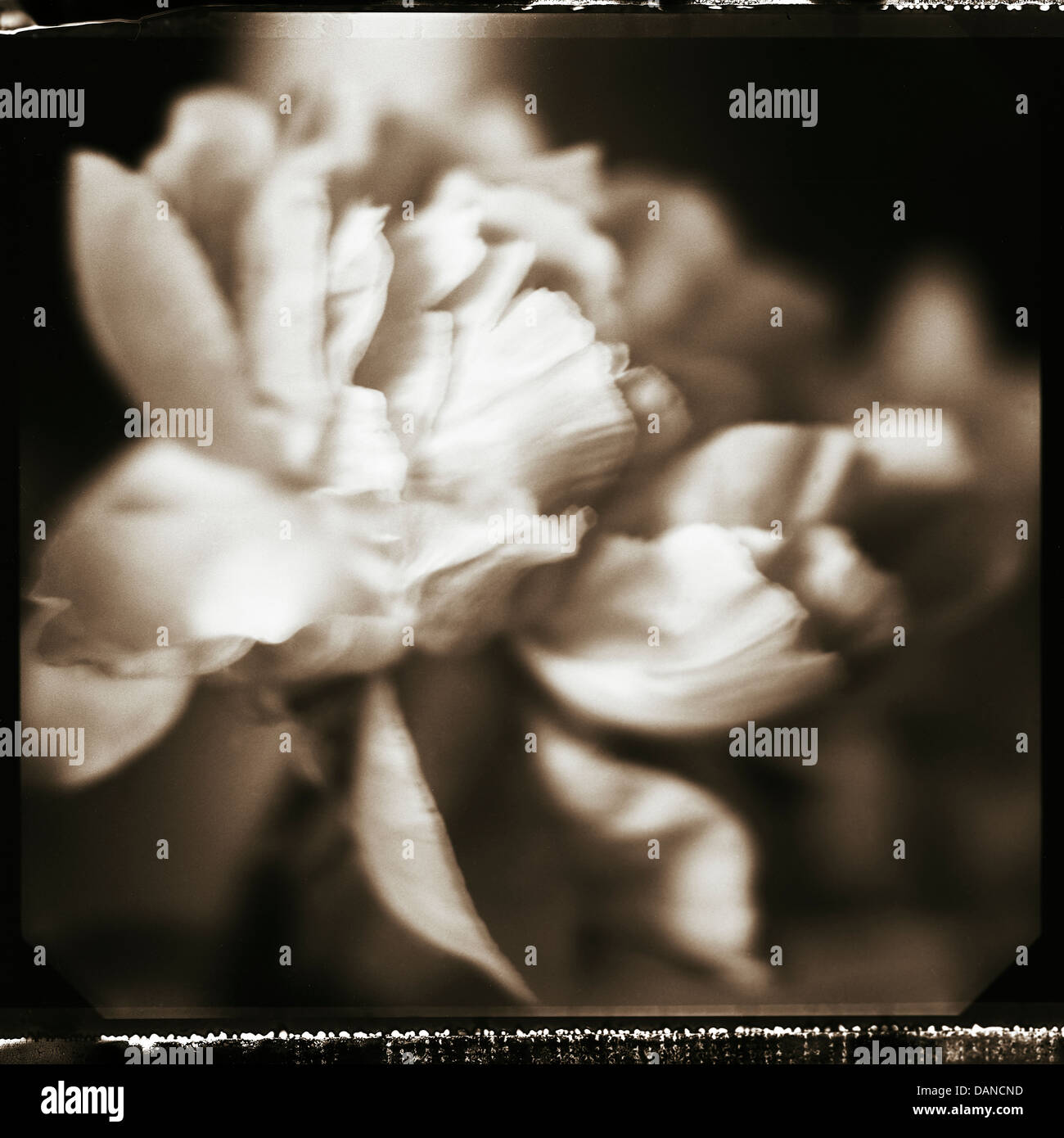 Peony, Black & White, StillLife, Flower Stock Photo