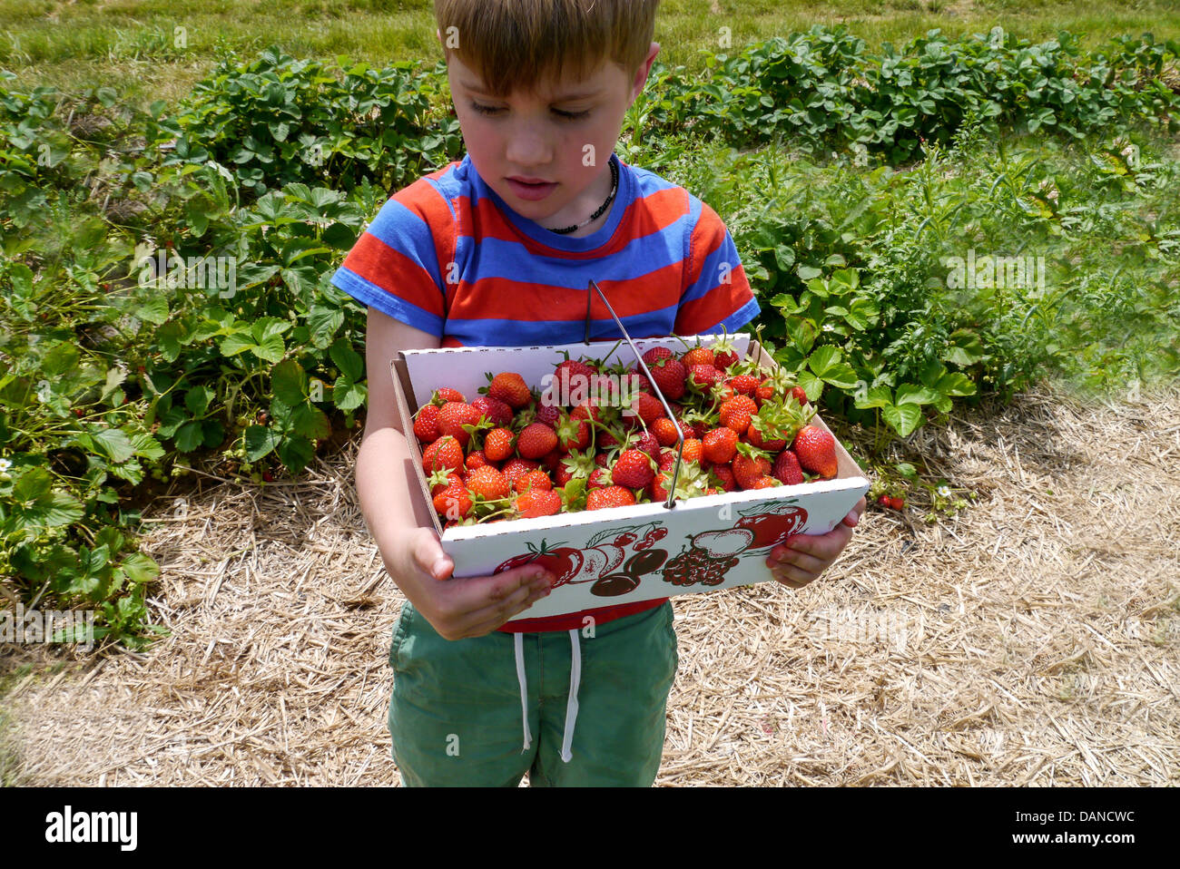 Young Boy picking Strawberries at a farm during summer Stock Photo - Alamy