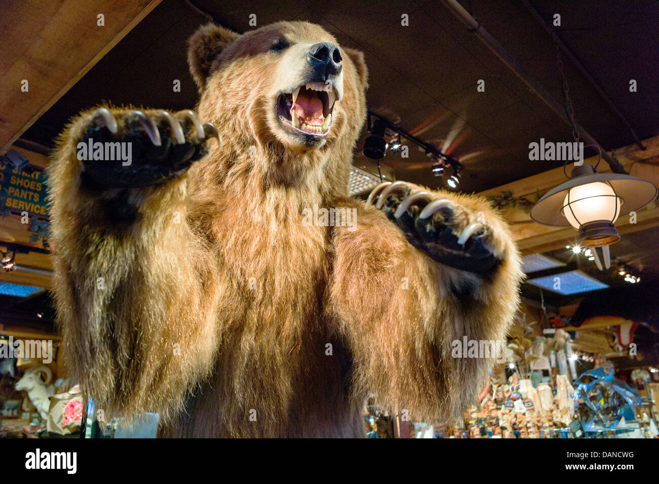 Lifesize stuffed Grizzly Bear greets tourists at the entrance to a souvenir shop, Anchorage, Alaska, USA Stock Photo