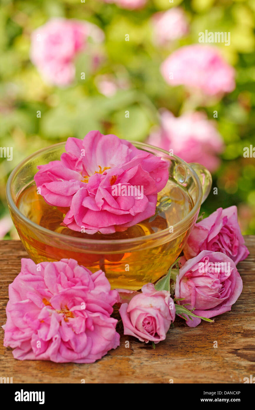 Damask rose infusion. Rosa damascena Stock Photo Alamy