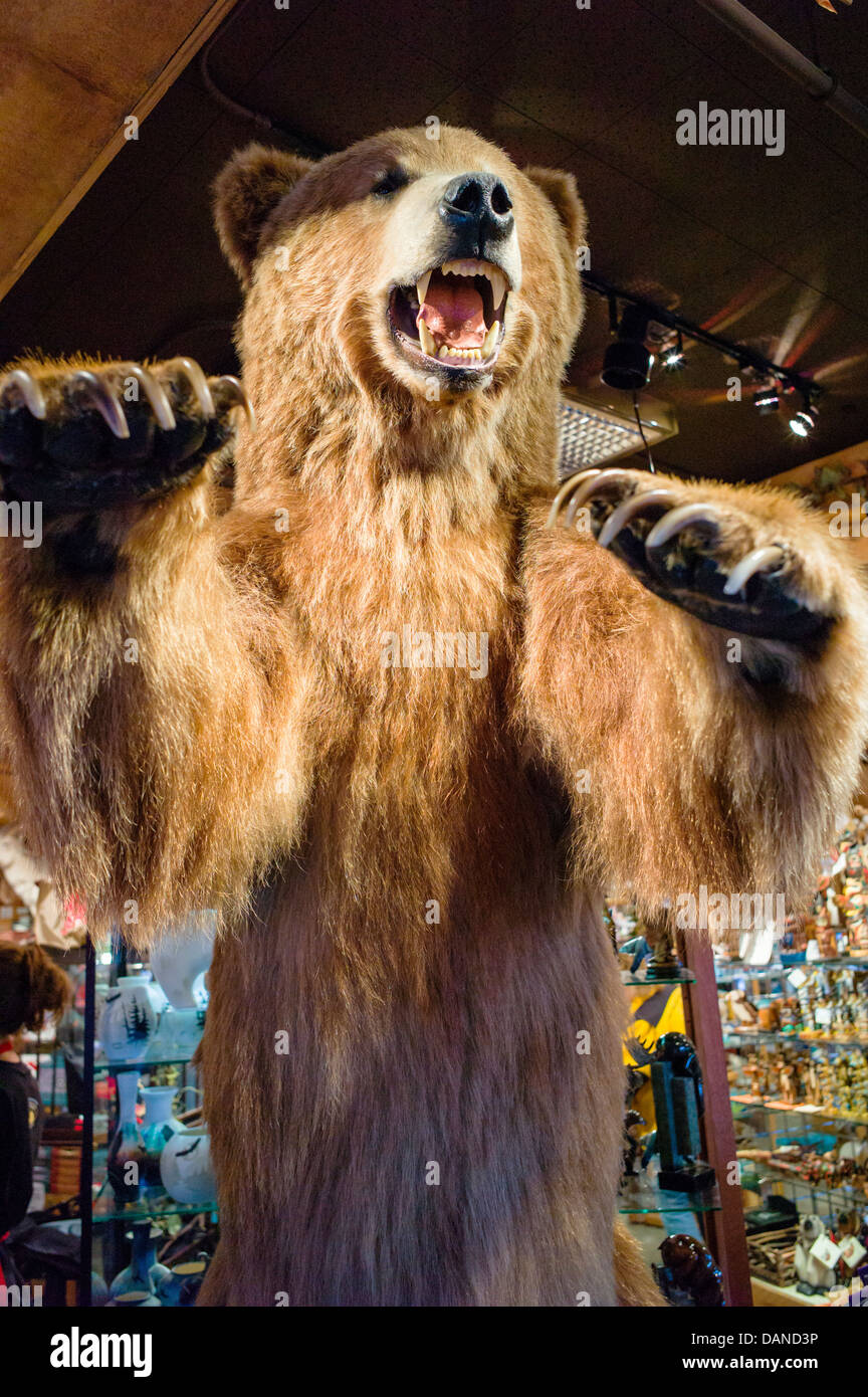 Lifesize stuffed Grizzly Bear greets tourists at the entrance to a souvenir shop, Anchorage, Alaska, USA Stock Photo